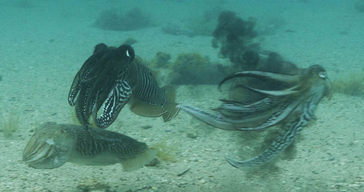 Μάχη στο βυθό! Οταν μία αρσενική σουπιά «τσακώνεται» για τα μάτια της καλής της (βίντεο)